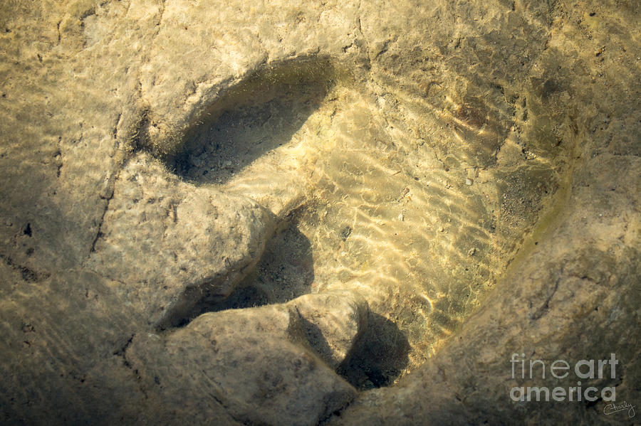 Dinosaur Footprint under Water Photograph by Imagery by Charly