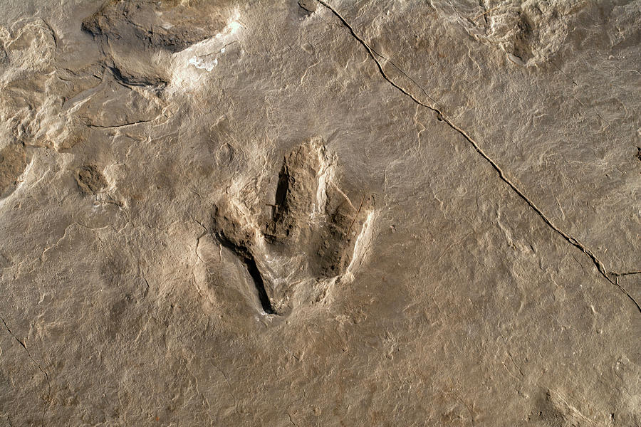 dinosaur track fossil