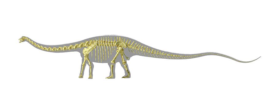 Prehistoric Photograph - Diplodocus Dinosaur Skeleton #1 by Leonello Calvetti/science Photo Library