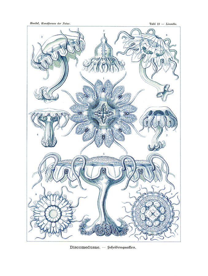 Ernst Haeckel Drawing - Discomedusae #1 by Ernst Haeckel