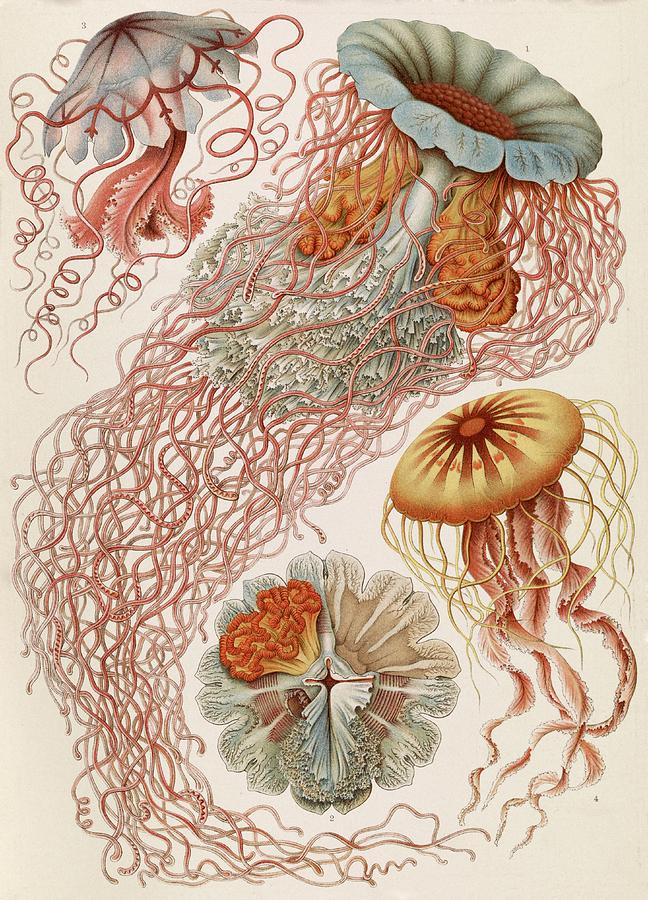 Discomedusae Jellyfish Photograph by Library Of Congress | Fine Art America