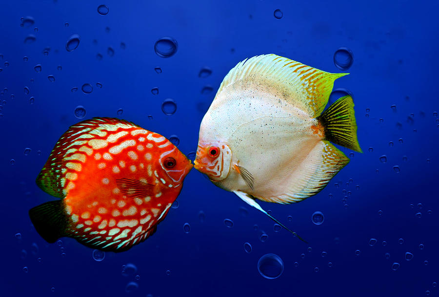 Discus fish #1 Photograph by Heike Hultsch