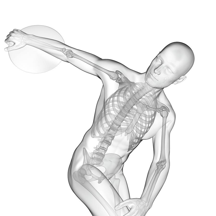 Athlete Photograph - Discus Throwers Skeletal System #1 by Sebastian Kaulitzki/science Photo Library