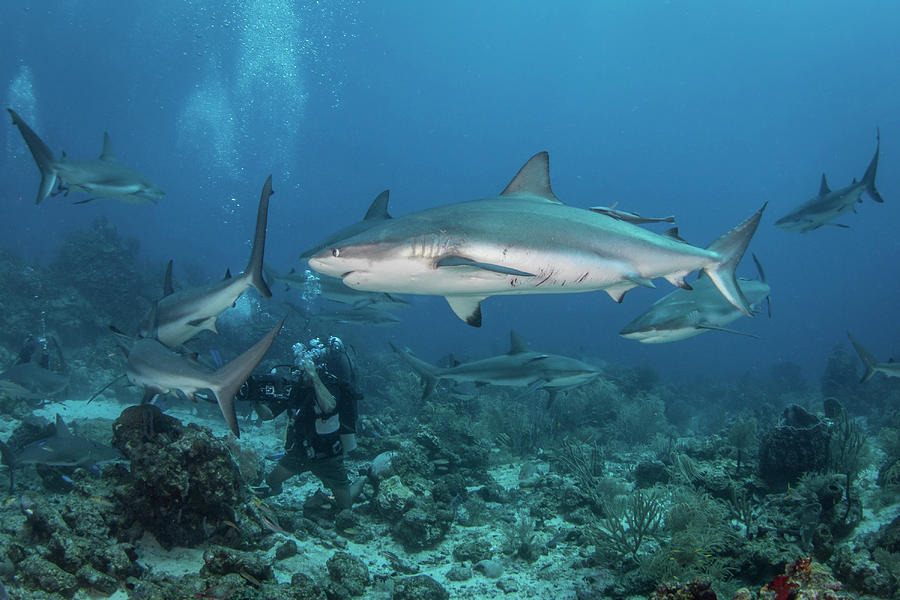 Divers And Grey Reef Sharks, Roatan #1 Photograph by Brandi Mueller