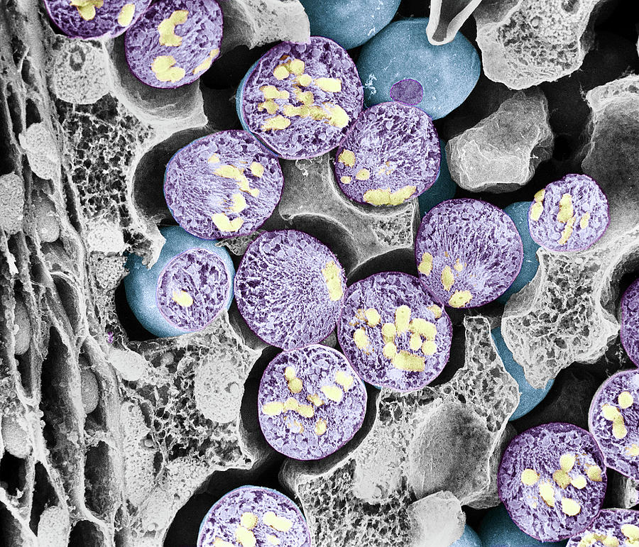 Nature Photograph - Dividing Pollen Cell #1 by Professor T. Naguro