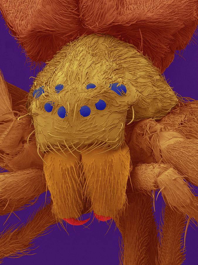 Spider Photograph - Diving Bell Spider (argyroneta Aquatica) #1 by Dennis Kunkel Microscopy/science Photo Library