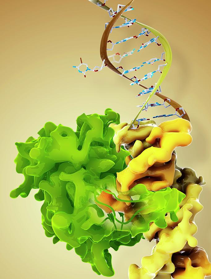 Dna Binding Protein Complex #1 Photograph by Ramon Andrade 3dciencia/science Photo Library