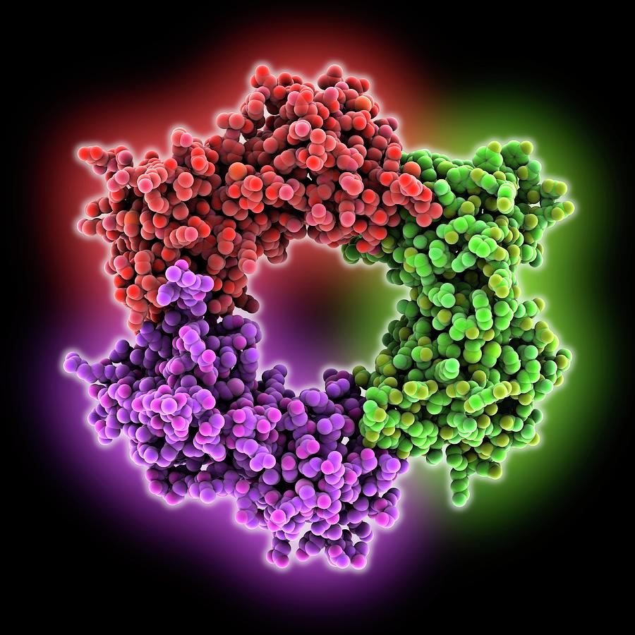Dna Damage Checkpoint Complex Photograph by Laguna Design/science Photo ... Biology Diagrams
