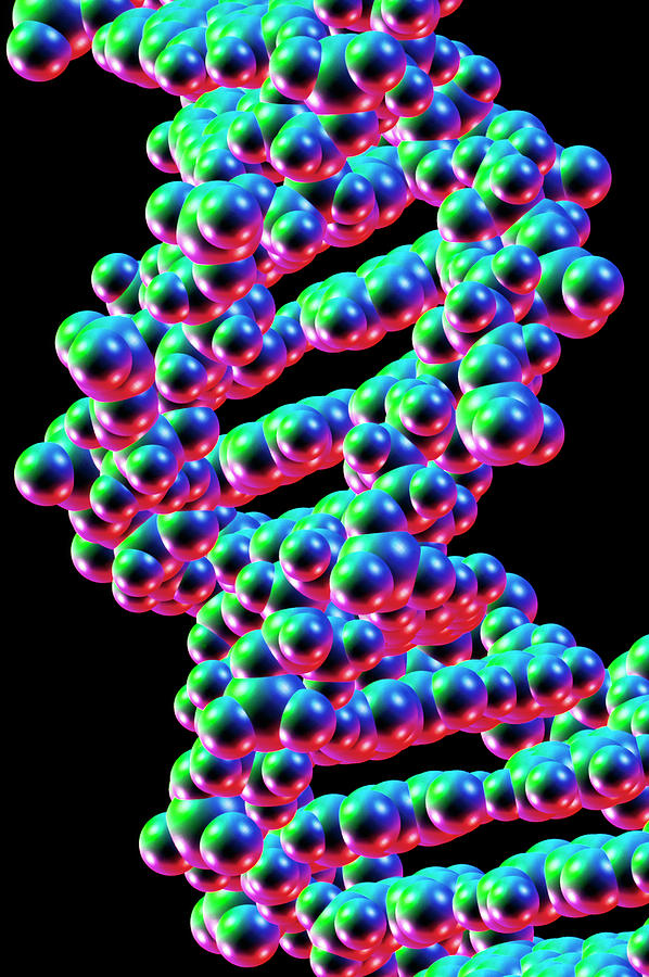 Dna Photograph - Dna Helix Atomic Structure #1 by Alfred Pasieka/science Photo Library