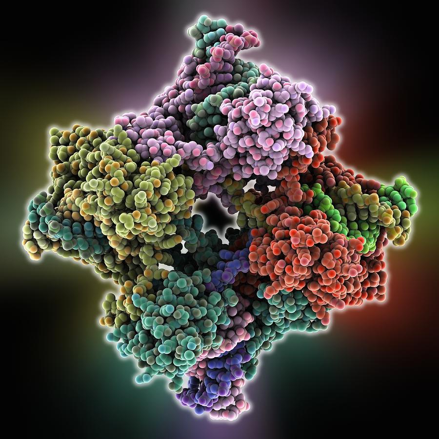 Biological Photograph - DNA Holliday junction complex #1 by Science Photo Library