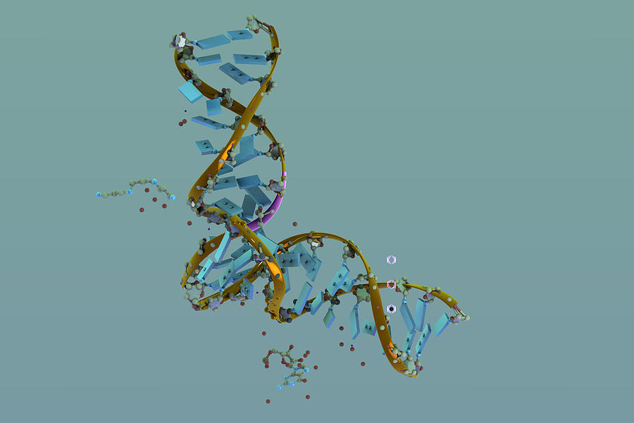 Dna Molecule, Illustration #1 Photograph by Ella Marus Studio