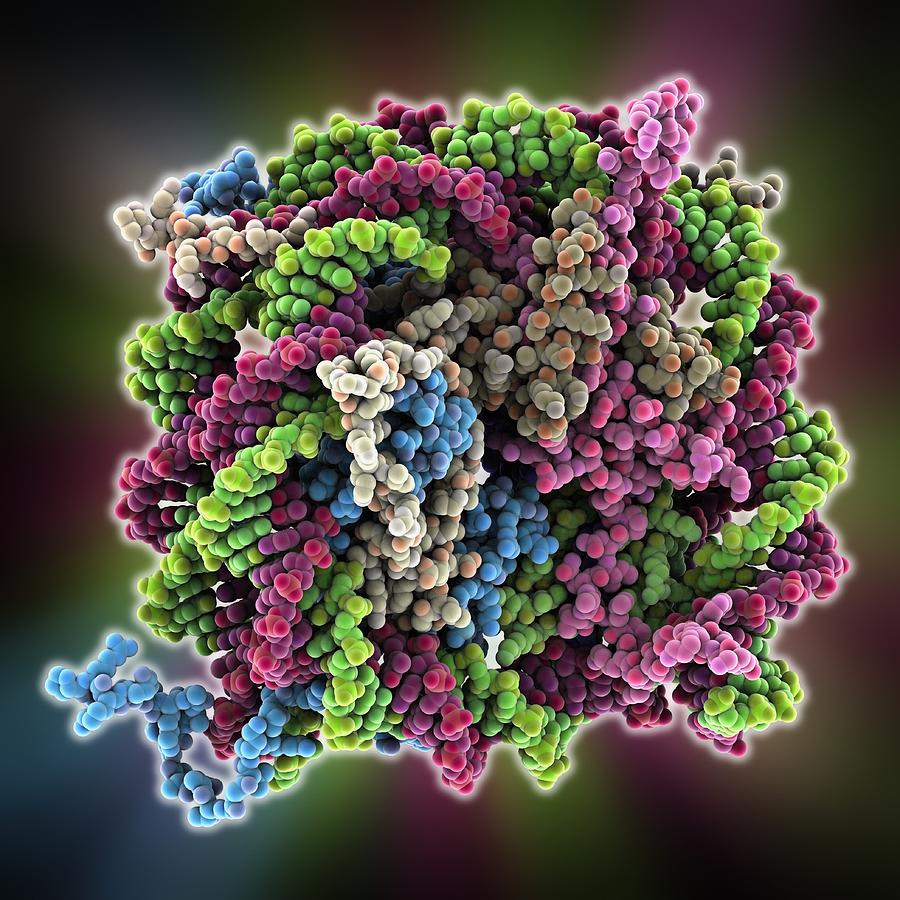 Антитела к нуклеосомам. Молекулы кислоты зеленая. Nucleosome фото. G-фактор молекулярная биология. ДНК из живых цветов.