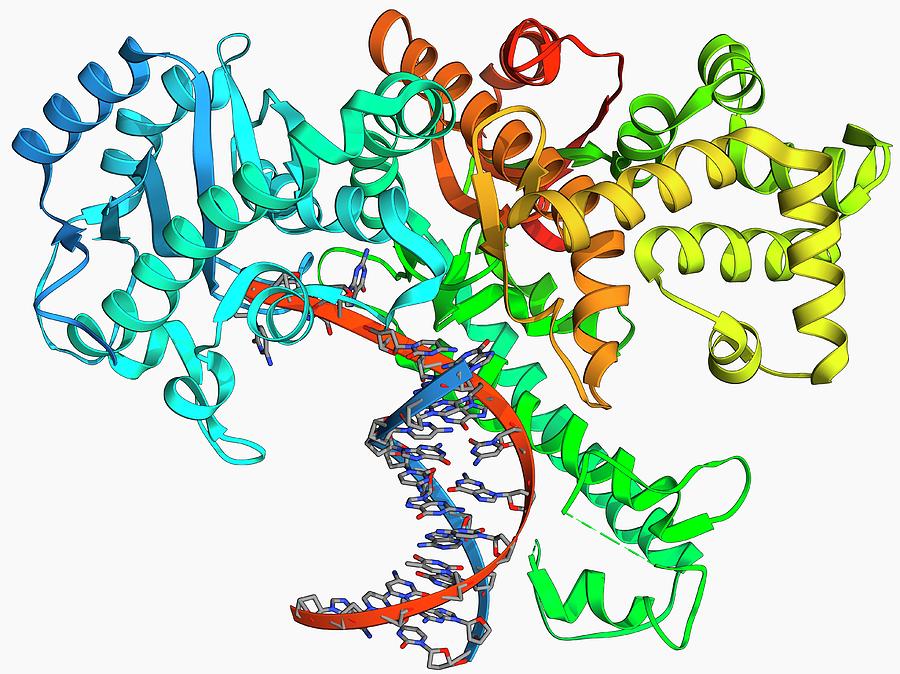 t4 dna polymerase klenow fragment