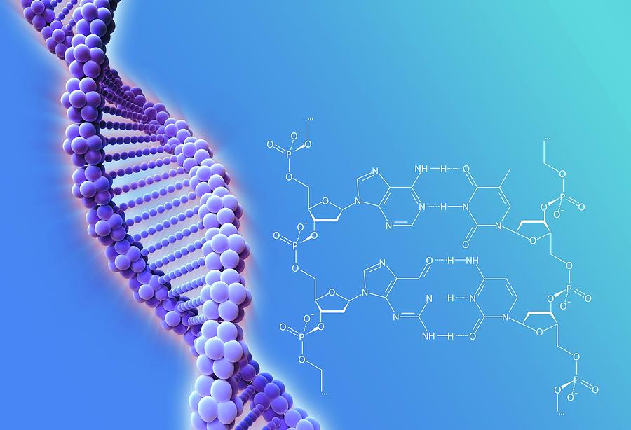 Dna Strand Photograph by Alfred Pasieka/science Photo Library - Fine ...