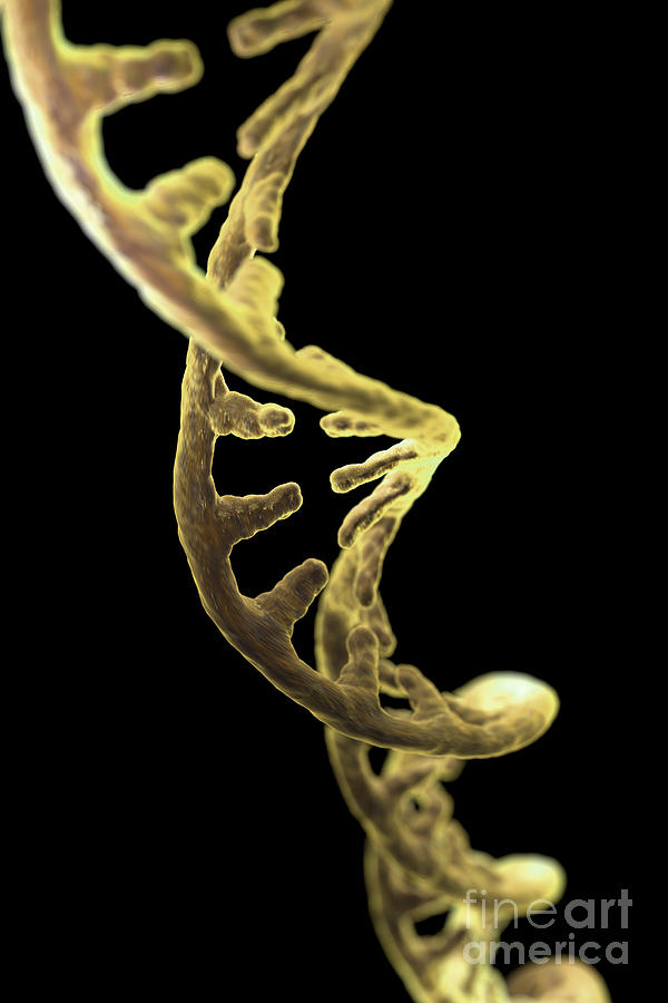 Dna Strand #1 Photograph by Science Picture Co