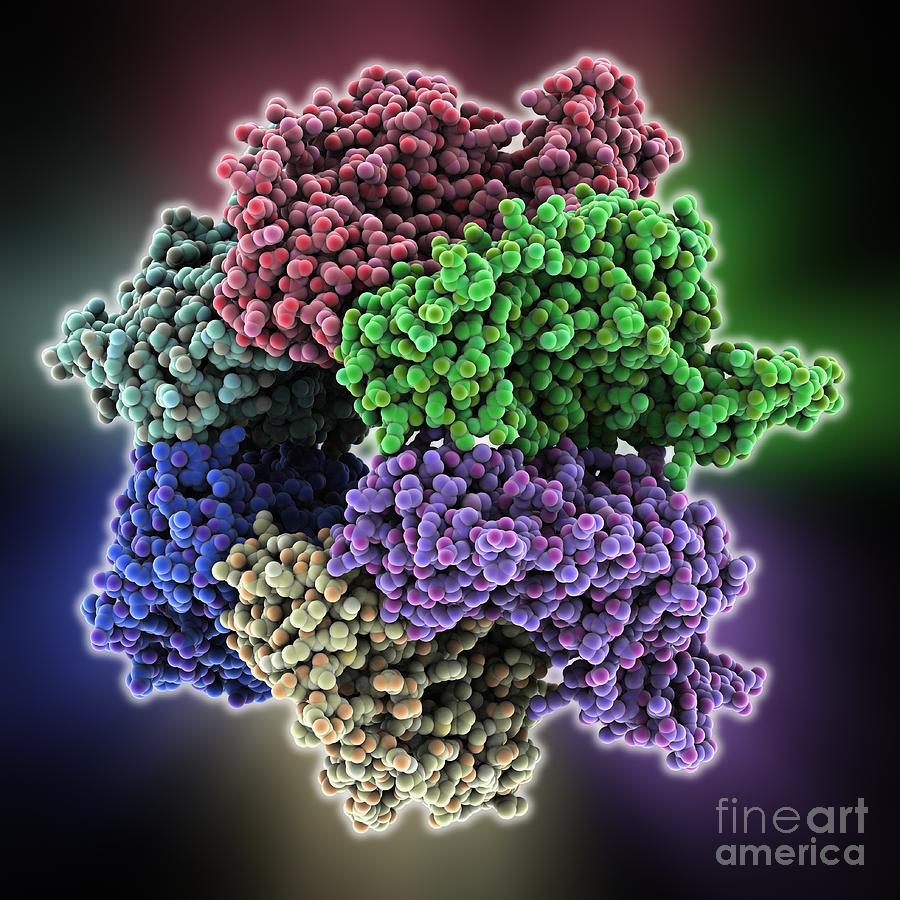 Ring Photograph - Dna Translocase, Molecular Model #1 by Laguna Design