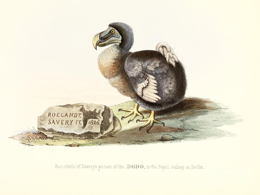 Dodo, 1848 Artwork #1 Photograph by Royal Institution Of Great Britain
