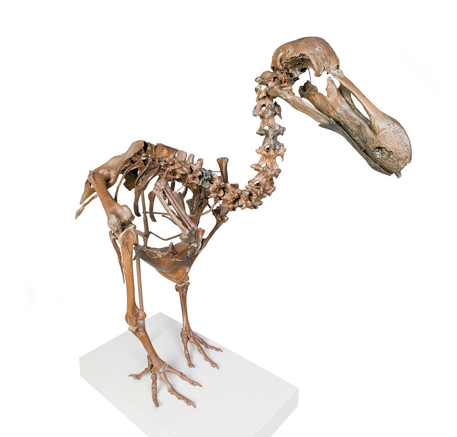 Dodo Skeleton #1 Photograph by Natural History Museum, London