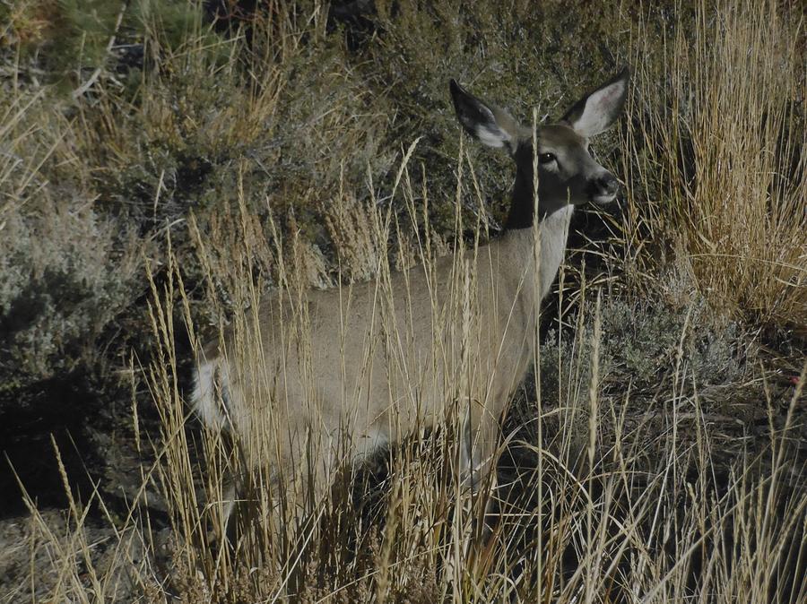 Doe Mule Deer by Don Kreuter Doe Mule Deer by Don Kreuter