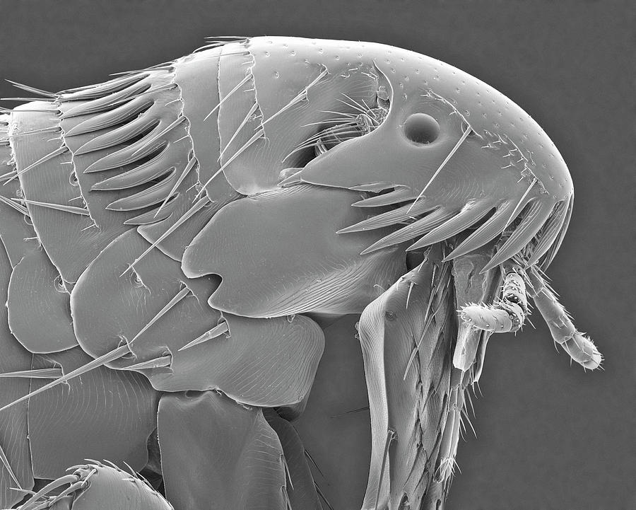 Insects Photograph - Dog Flea Head #1 by Dennis Kunkel Microscopy/science Photo Library