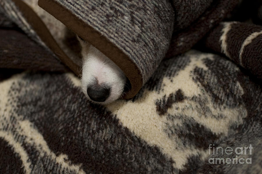 Dog hiding shop under blanket