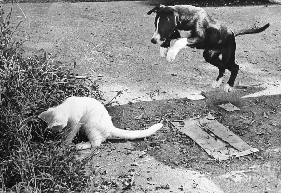 Dog Jumping On an Unsuspecting Kitten #1 Photograph by Lynn Lennon