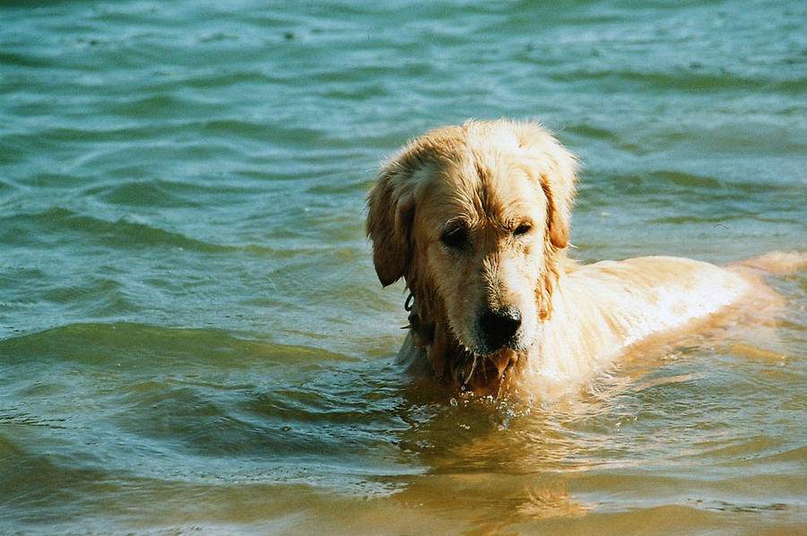 dog Photograph by Marc Vollmer - Fine Art America