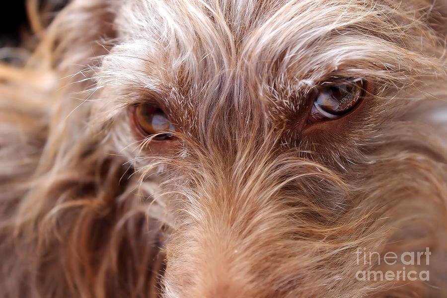 Dog Stare #1 Photograph by Janice Byer