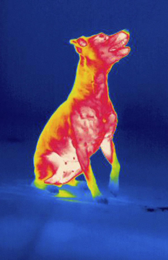 Dog, Thermogram #1 Photograph by Science Stock Photography