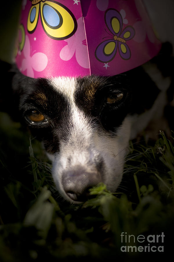 Dog Tired Party Animal Photograph by Jorgo Photography