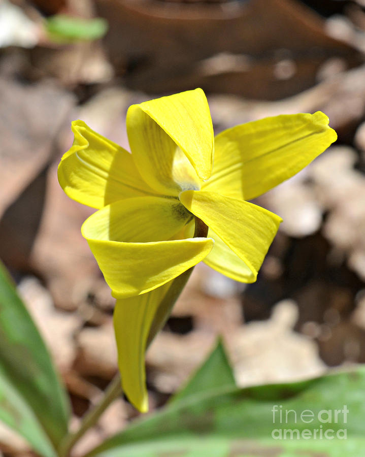 Dog Tooth Lily #1 Photograph by Lila Fisher-Wenzel