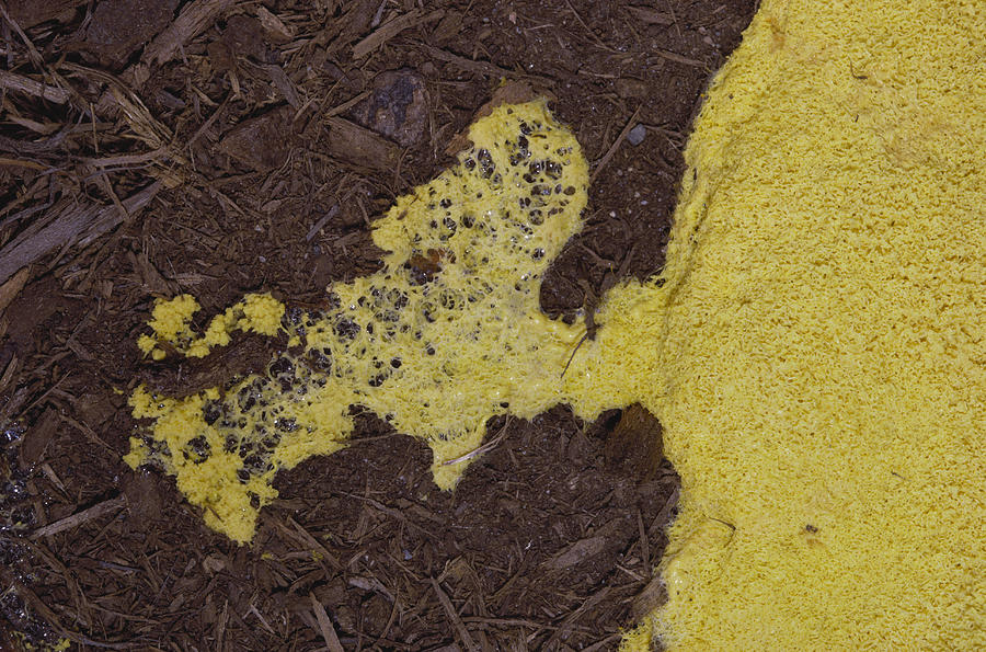 Dog Vomit Slime Mold #1 Photograph by Jeffrey Lepore