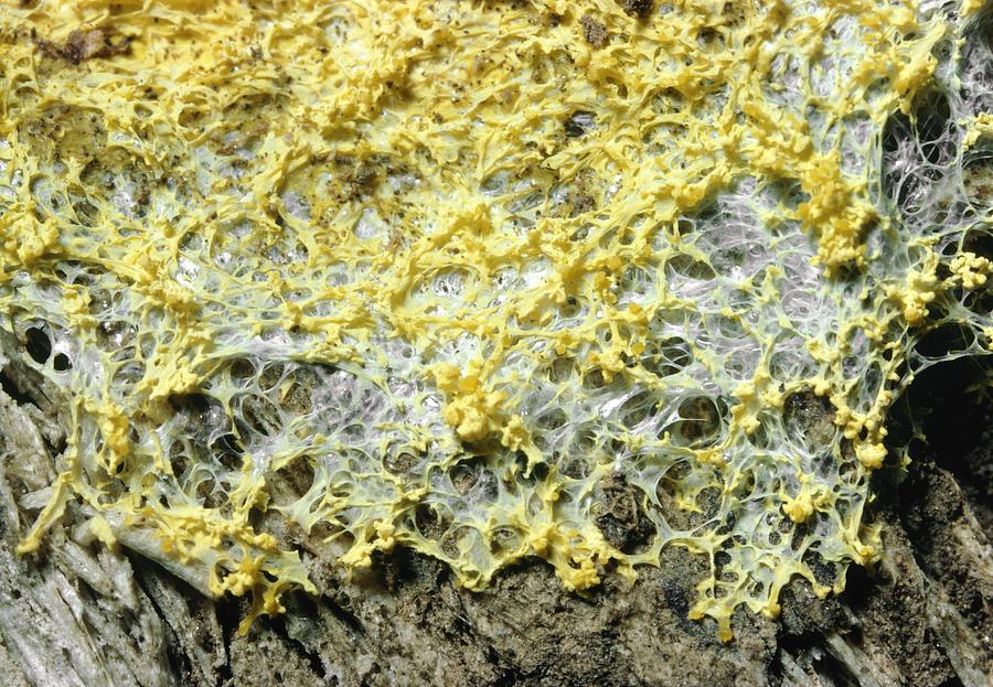 Dog Vomit Slime Mold Photograph by Perennou Nuridsany Pixels
