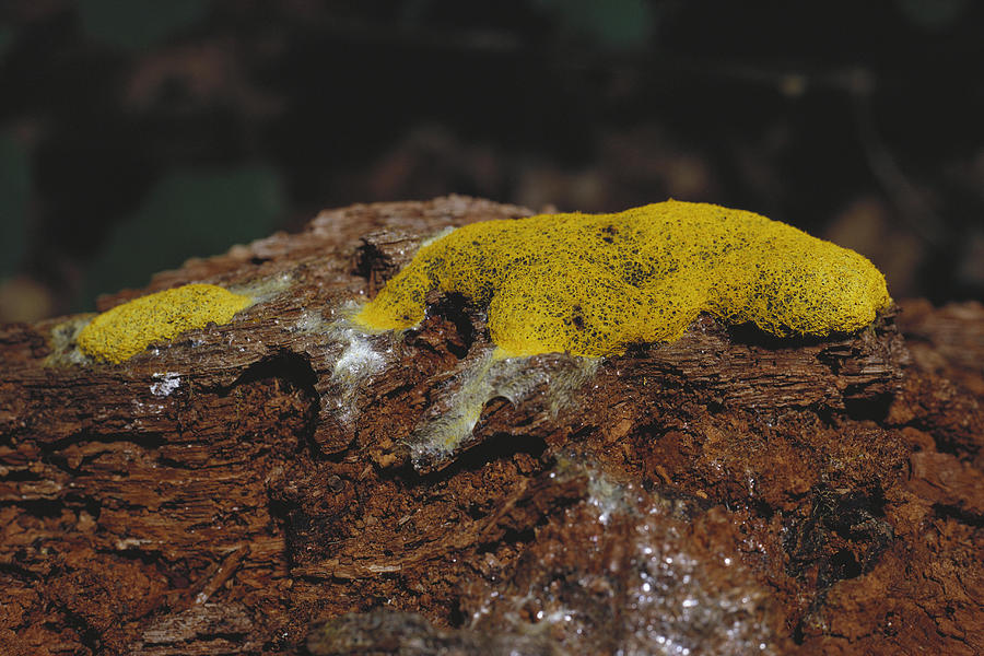 Dog Vomit Slime Mold #1 Photograph by Ray Simons