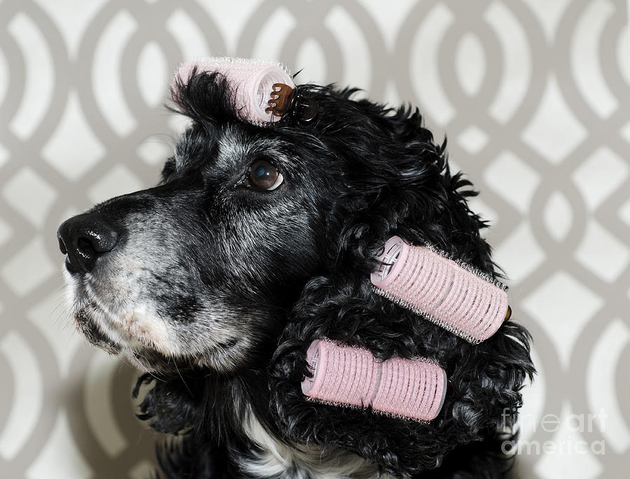 Dog Photograph - Dog with pink curlers #1 by Mats Silvan