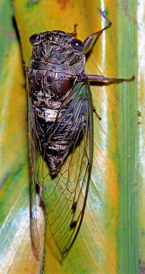 Dogday Harvestfly Cicada #1 Photograph by Millard H. Sharp