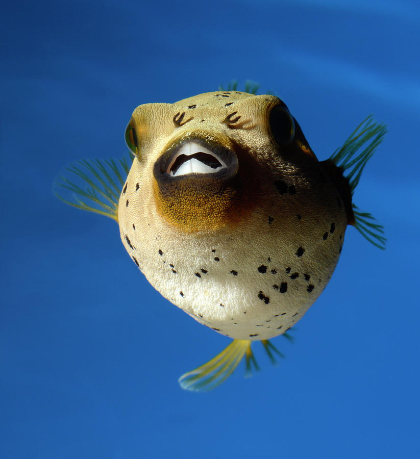 Dogface Pufferfish #1 Photograph by Nigel Downer