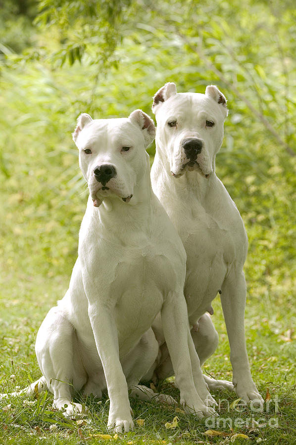 Dogo Argentino Pair #1 Photograph by Jean-Michel Labat