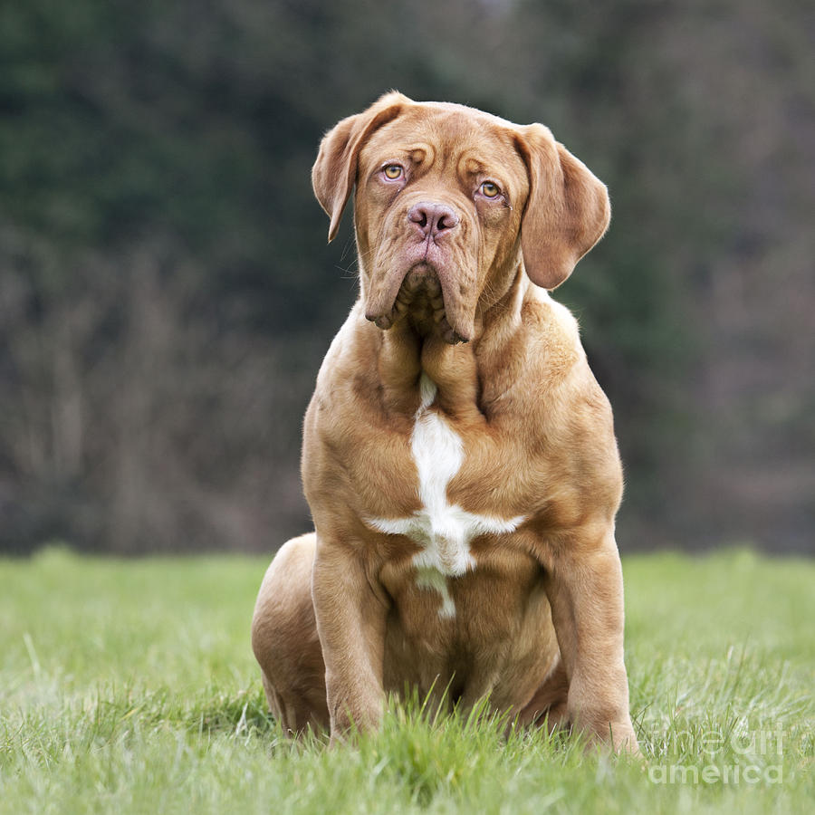 Dog Photograph - Dogue De Bordeaux Puppy #1 by Johan De Meester
