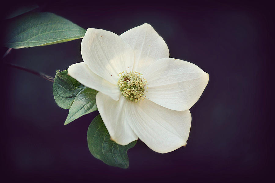 Dogwood Blossom #1 Photograph by Melanie Lankford Photography