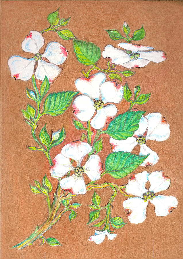 Dogwood by David Gallagher Dogwood by David Gallagher