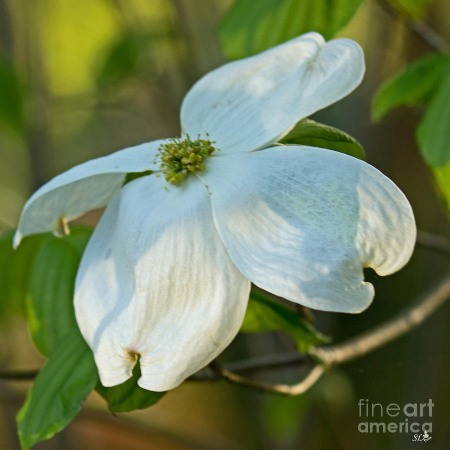 Dogwood Flower #1 Photograph by Sandra Clark