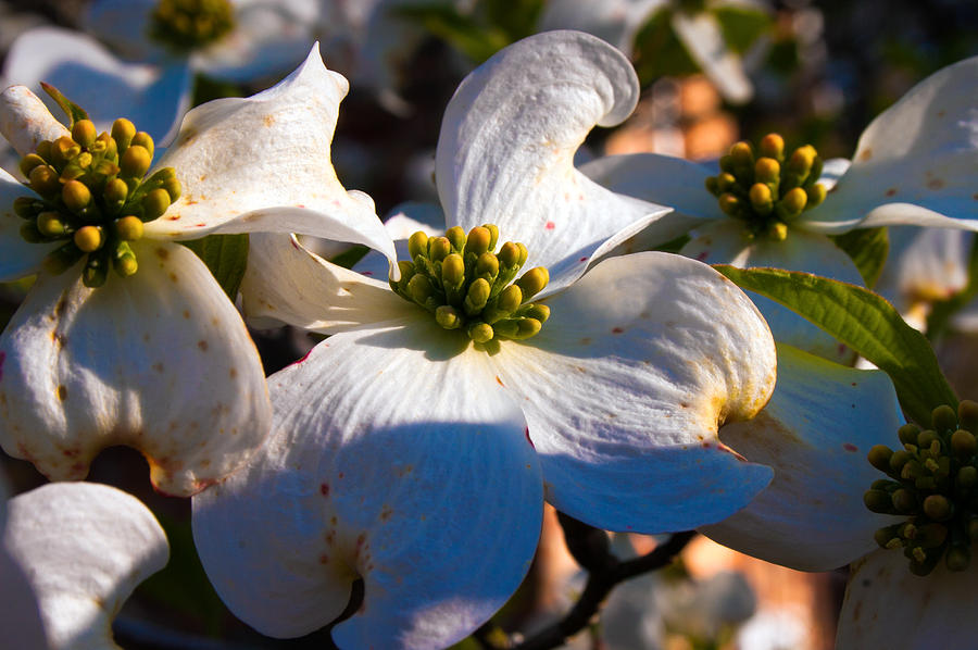 Dogwood Flowers Photograph by Allyson Jones - Fine Art America