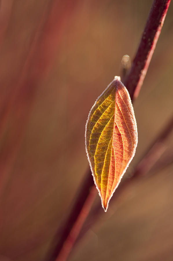Dogwood leaf  #1 Photograph by Jim Corwin