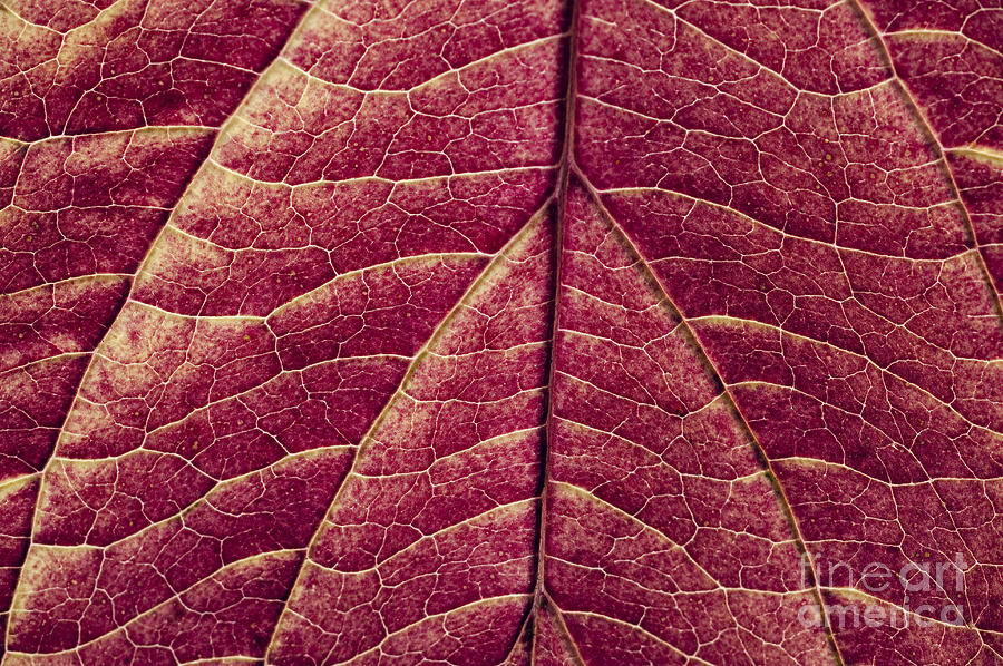 Dogwood Leaves #1 Photograph by Jim Corwin