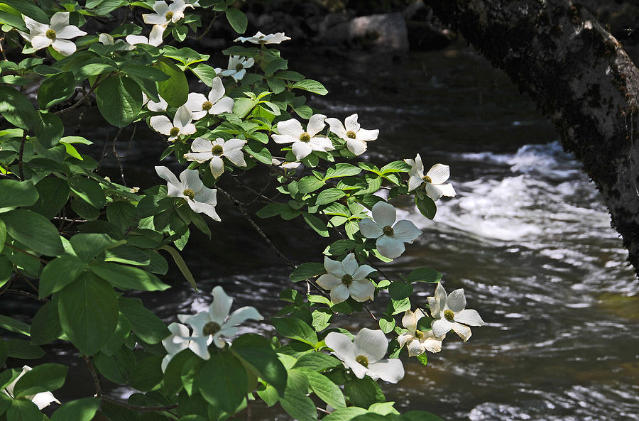 Dogwoods in Yosemite #2 Photograph by Lynn Bauer
