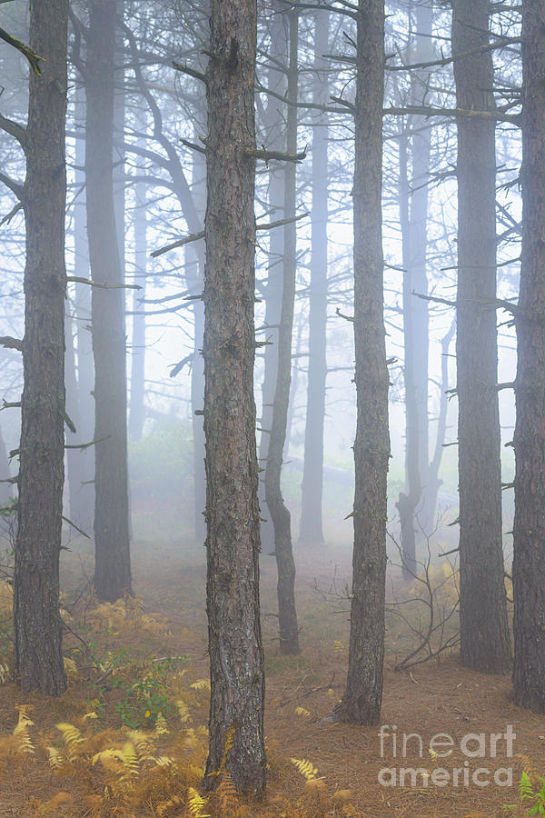 Fall Photograph - Dolly Sods Wilderness Autumn Fog #1 by Thomas R Fletcher