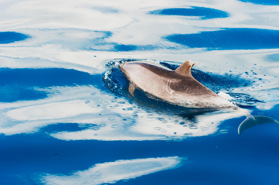 Dolphin in Blue #1 Photograph by Hisao Mogi