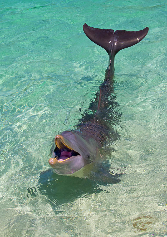 Wildlife Photograph - Dolphin In The Ocean, Roatan Island #1 by Keren Su