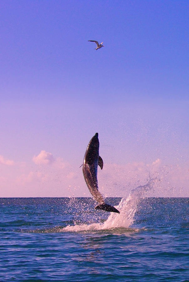 Wildlife Photograph - Dolphin Leaping From Sea, Roatan #1 by Keren Su